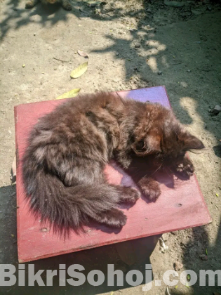 Persian cats for sell
